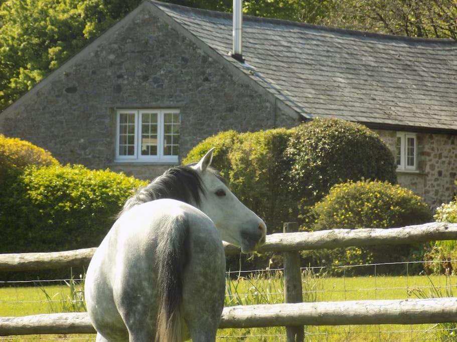 Lower Willsworthy Cottage Tavistock  Exteriör bild